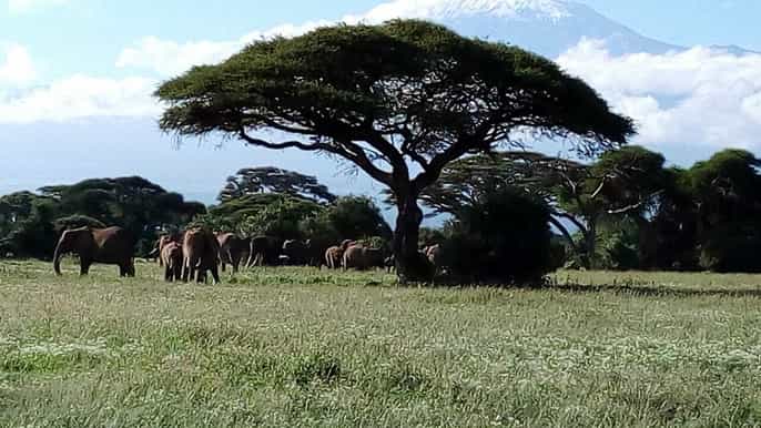 amboseli national park fullday tour from nairobi