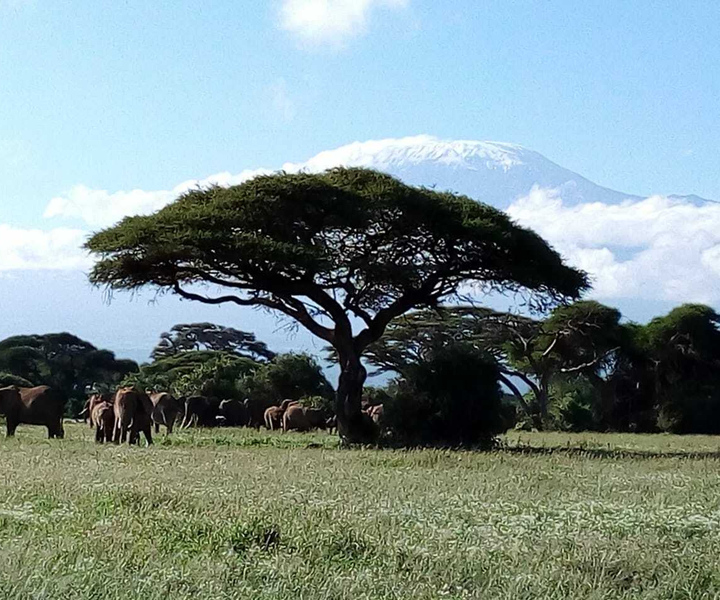 Parco nazionale di Amboseli: tour di un'intera giornata da Nairobi