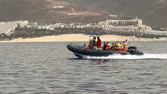 fuerteventura 15stündige delfin und walbeobachtungstour