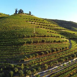 Douro Valley: Quinta de S. Luiz Winery Tour and Tasting