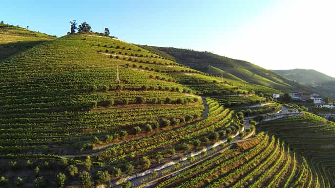 vale do douro excursão e degustação pela vinícola quinta de s. luiz