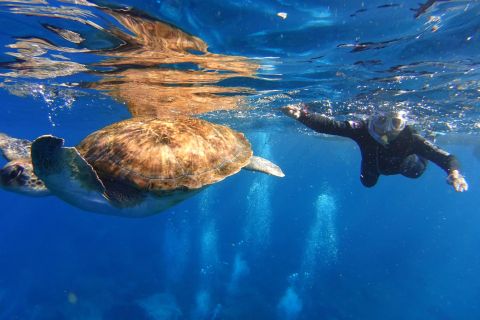 Тенерифе: снорклинг с черепахами