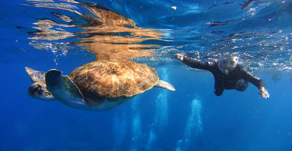 Tenerife: Snorkel with Turtles