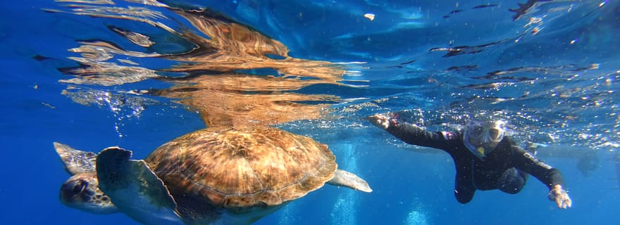 Tenerife : Plongée en apnée avec les tortues