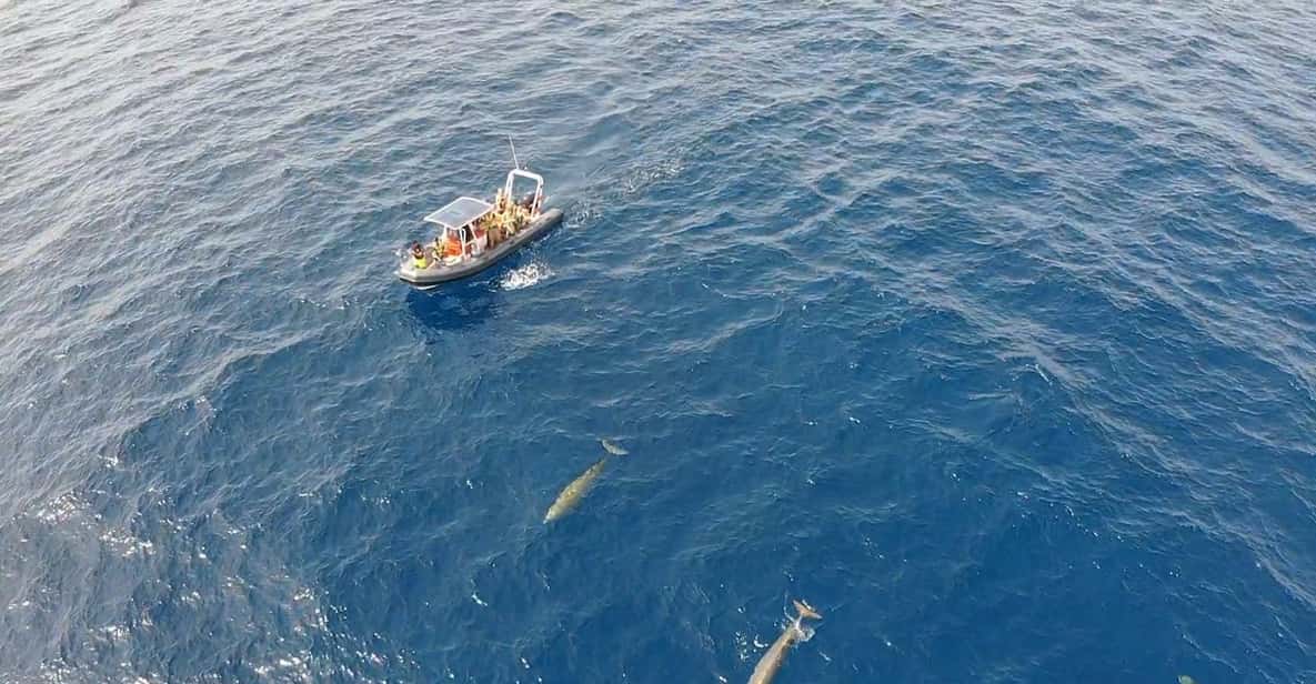 Fuerteventura: 1.5-Hour Dolphin and Whale Watching Tour