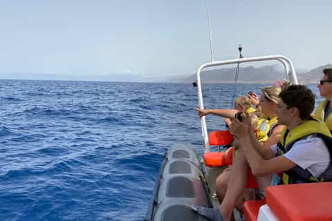 Fuerteventura: 1.5-Hour Dolphin and Whale Watching Tour