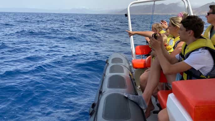 fuerteventura 1.5hour dolphin and whale watching tour