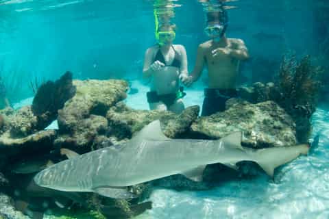 Saint Thomas: Shark Encounter at Coral World Ocean Park