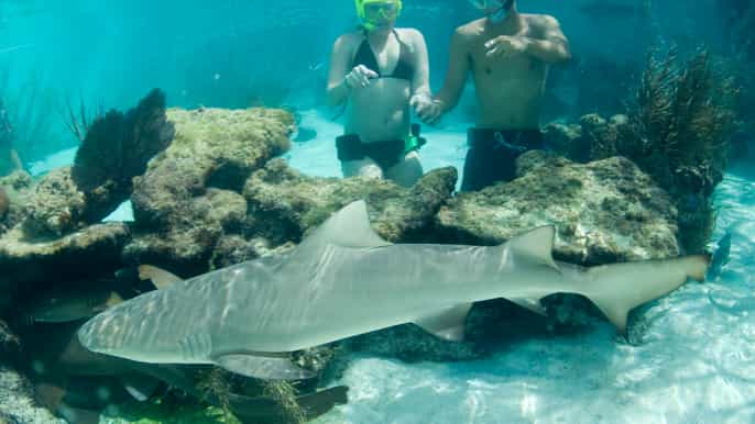 saint thomas shark encounter at coral world ocean park