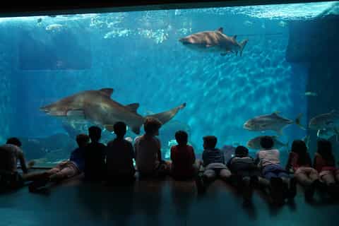Seville Aquarium Admission Ticket