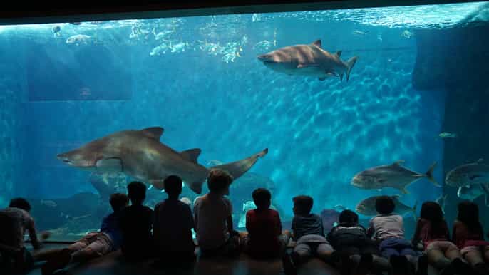Ticket de entrada al Acuario de Sevilla