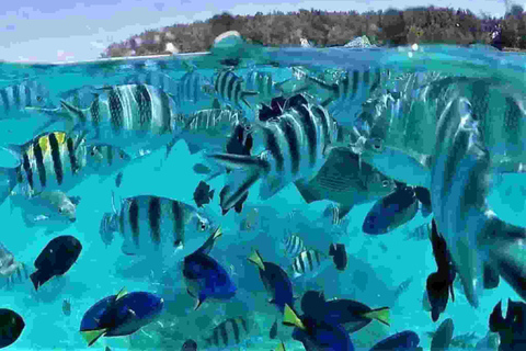 Mnemba Dolphin tour and sea turtles sanctuary with fruits Guided tour in without transfer
