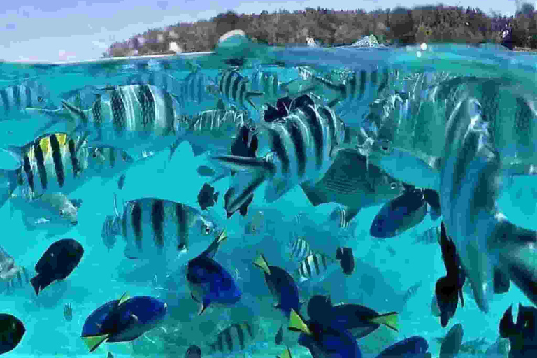Mnemba Dolphin tour and sea turtles sanctuary with fruits Guided tour in without transfer