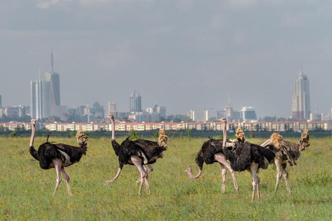 Nairobi: National Park, Elephant Orphanage & Giraffe Center