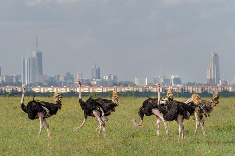 Nairobi: National Park, Elephant Orphanage & Giraffe Center