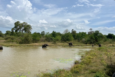 Safari dans le parc national d'Udawalawe au départ de Mirissa