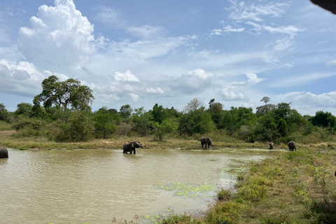 Safari por el Parque Nacional de Udawalawe desde BentotaSafari por el Parque Nacional de Udawalawe desde Kaluthara