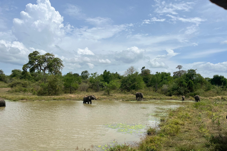 Safari dans le parc national d&#039;Udawalawe au départ de Galle