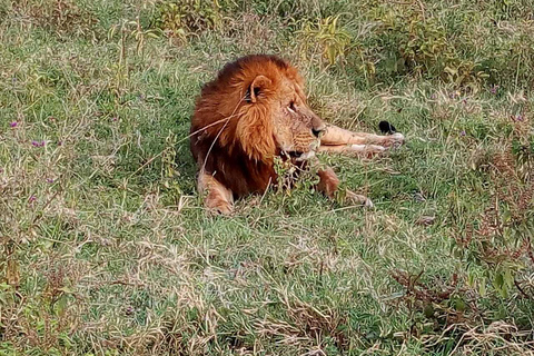 Nairobi-Nationalpark: Safari-TourPrivate halbtägige Safari-Tour im Jeep mit offenen Seiten