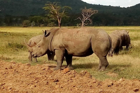Nairobi-Nationalpark: Safari-TourPrivate halbtägige Safari-Tour