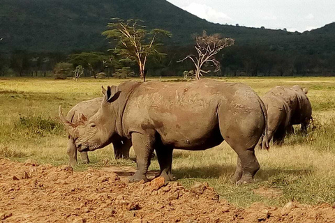 Nairobi-Nationalpark: Safari-TourPrivate halbtägige Safari-Tour im Jeep mit offenen Seiten