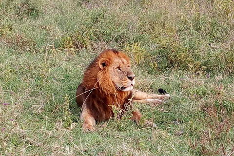 Nairobi: 3-dagars safari i Maasai MaraTur med campingplats