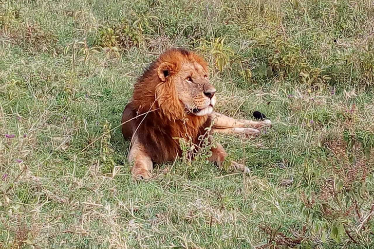 Nairobi: 3-Day Maasai Mara SafariTour with Campsite