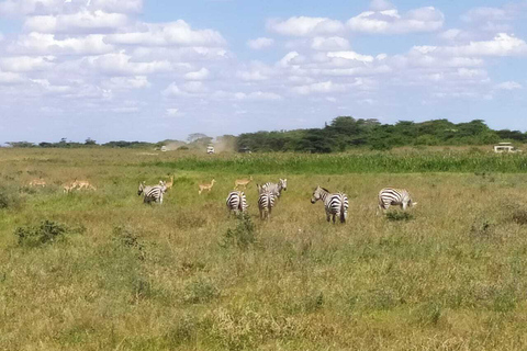 Nairobi: safari di 3 giorni nel Maasai MaraTour con campeggio