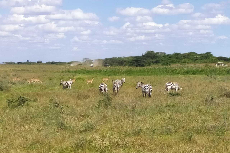 Nairobi: 3-tägige Maasai Mara SafariTour mit Camping