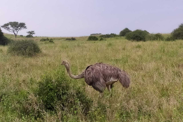 Nairobi: 3-Day Maasai Mara SafariTour with Campsite