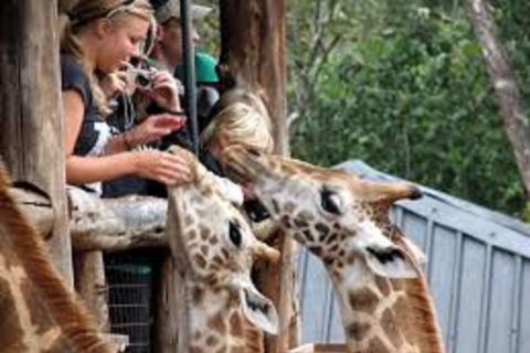 Nairobi: tour di elefanti, giraffe, Karen Blixen e Bomas