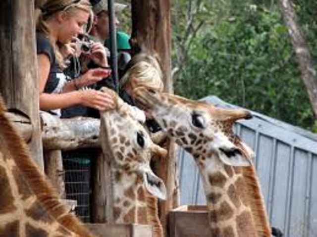 Nairobi: Elephants, Giraffes, Karen Blixen & Bomas Tour