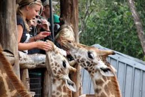 Nairobi: visite des éléphants, des girafes, de Karen Blixen et de Bomas