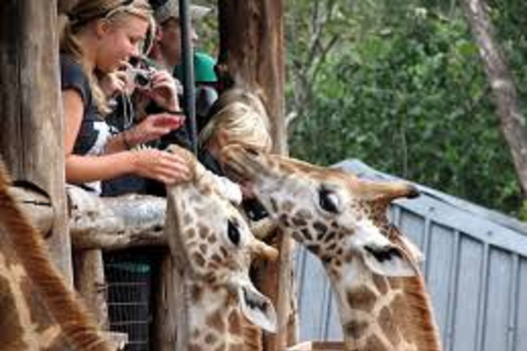 Nairobi: visite des éléphants, des girafes, de Karen Blixen et de Bomas