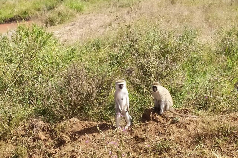 Nairobi: visite du parc national de Hell's Gate avec guide