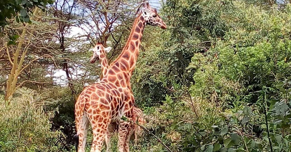 Nairobi: Hell's Gate National Park Tour with Guide | GetYourGuide