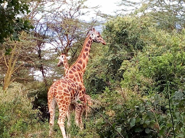 Visit Nairobi Hell's Gate National Park Tour with Guide in Lake Naivasha