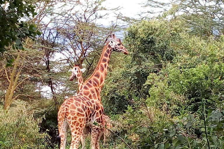 Nairobi: visite du parc national de Hell's Gate avec guide