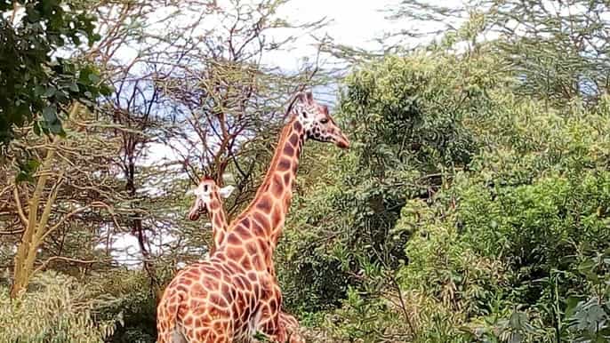 nairobi hells gate national park tour with guide