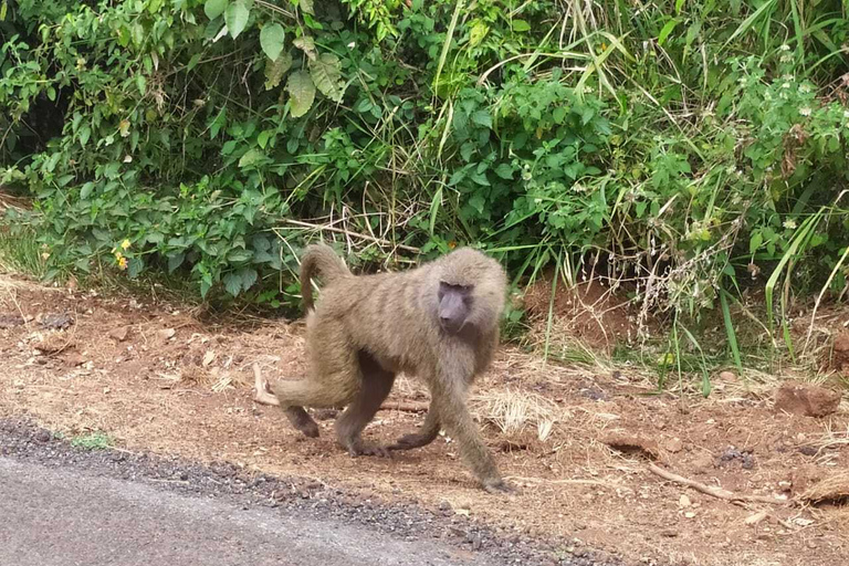 Mount Longonot Climbing Tour z Nairobi