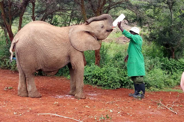 Nairobi: Privat rundtur på elefantbarnhemTur till David Sheldrick Wildlife Trusts barnhem