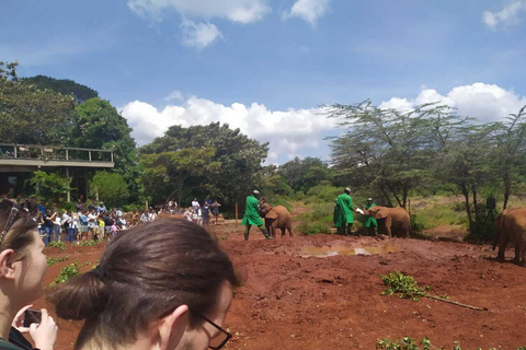 Nairobi: Privat rundtur på elefantbarnhemTur till David Sheldrick Wildlife Trusts barnhem