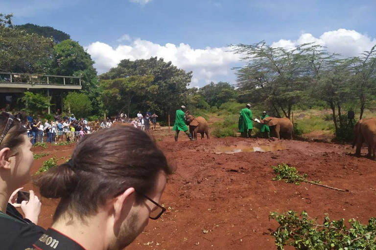 Nairobi: Privat rundtur på elefantbarnhemTur till David Sheldrick Wildlife Trusts barnhem