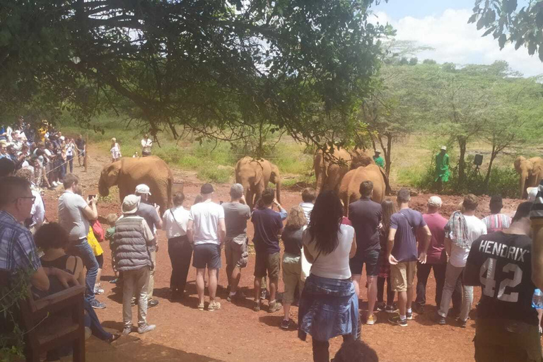 Nairobi: visite des éléphants, des girafes, de Karen Blixen et de Bomas