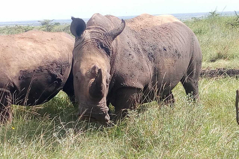 Nationaal park Nairobi, dagtochten olifanten, giraffen en Bomas