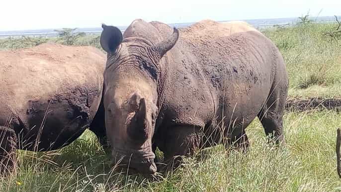 nairobi national park elephants giraffes bomas day trip