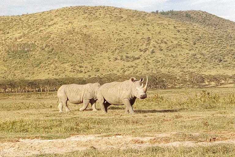 Parque Nacional de Nairóbi, elefantes, girafas e viagem de um dia a Bomas