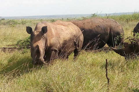 Excursión de un día al Parque Nacional de Nairobi, elefantes, jirafas y Bomas