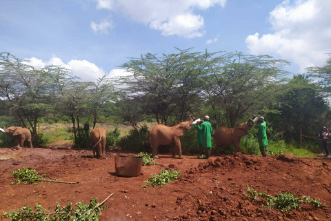 Nationaal park Nairobi, dagtochten olifanten, giraffen en Bomas