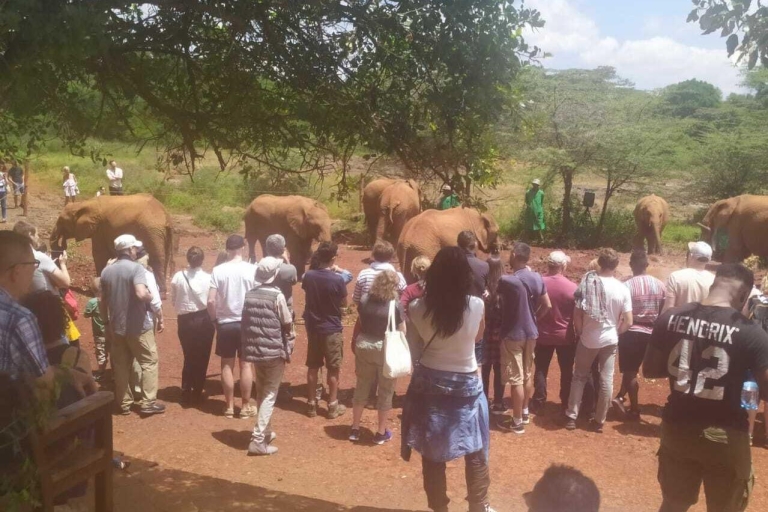 Excursion d'une journée au parc national de Nairobi, aux éléphants, aux girafes et aux bomas